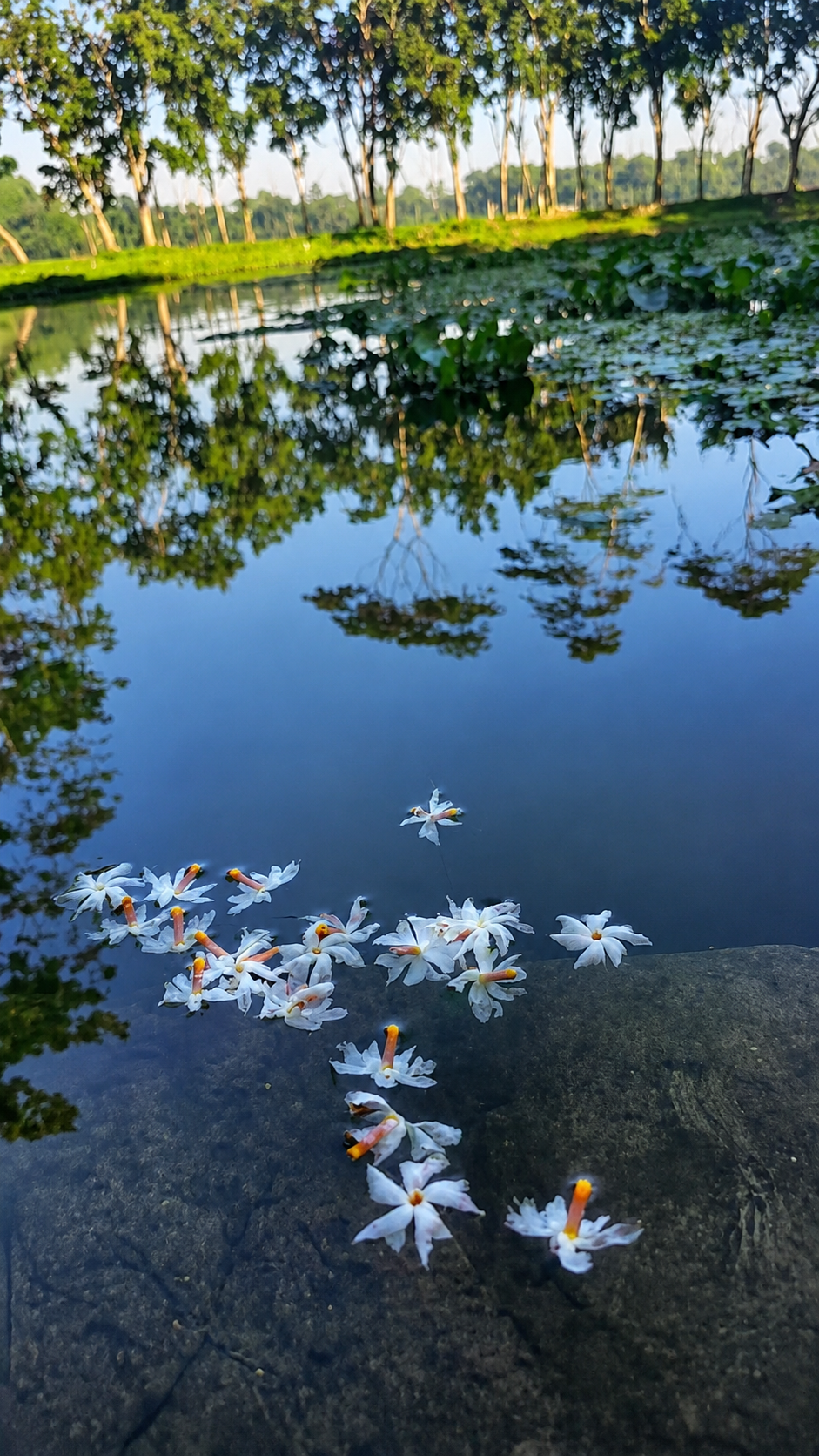 Shiuli flowers floating on water
