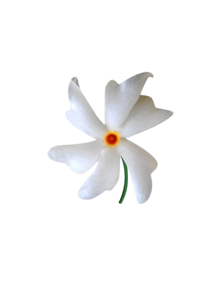 Shiuli flower